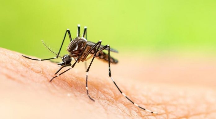 일본 뇌염 모기로 다섯 번째 호주인 사망 As there is no specific treatment for the virusNSW Health advocates prevention through things like insect repellentcovering up and ensuring theres no stagnant water. Picture Supplied