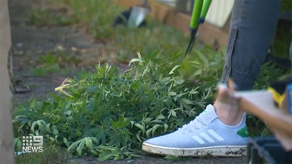 Firefighter uncovered cannabis growing at the property. (9News)