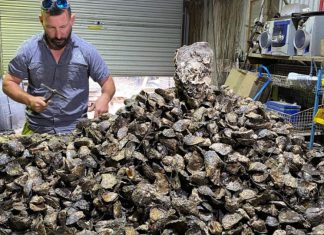 세계에서 가장 큰 굴, 사실은 반려생물? Oyster farmer Kirk Hargreaves cares for the mammoth oyster. (Supplied)
