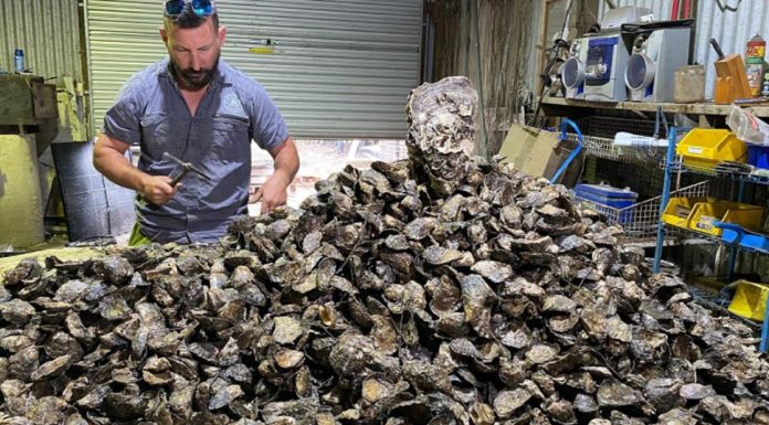 세계에서 가장 큰 굴, 사실은 반려생물? Oyster farmer Kirk Hargreaves cares for the mammoth oyster. (Supplied)