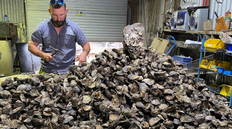 Oyster farmer Kirk Hargreaves cares for the mammoth oyster. (Supplied)