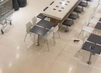 파라마타 웨스트필드, 뛰어다니는 거대한 쥐 발견 The huge rodent scurried beneath the tables. Picture Reddit