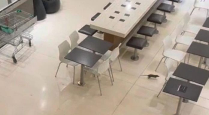 파라마타 웨스트필드, 뛰어다니는 거대한 쥐 발견 The huge rodent scurried beneath the tables. Picture Reddit