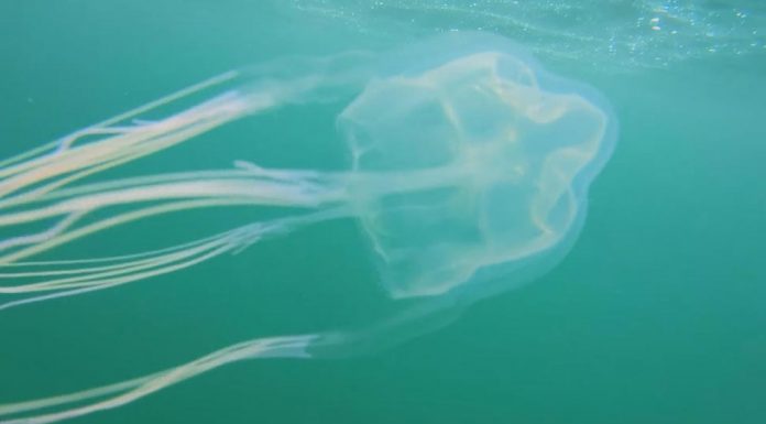 치명적인 해파리 새로운 종이 시드니에서 발견 The mysterious species of jellyfish was discovered in the waters off Cronulla this week. (Nine)