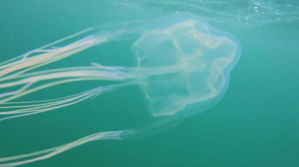 The mysterious species of jellyfish was discovered in the waters off Cronulla this week. (Nine)