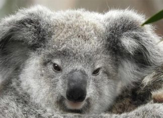 NSW, 코알라 개체군 발견 Tucked away amongst the roll of Southerland Shire hills is prime koala real estate, discovered by two bushwalkers seeking lockdown exercise relief. (9News)