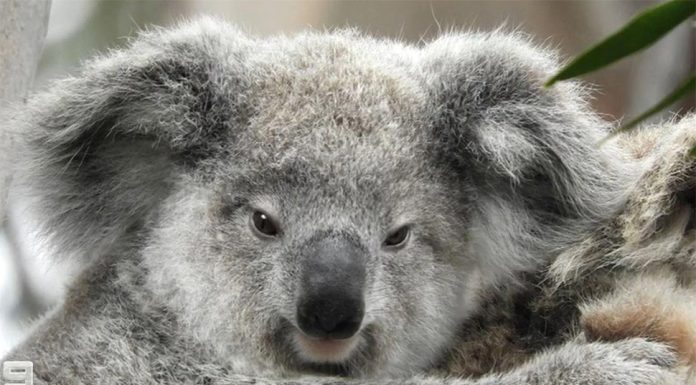 NSW, 코알라 개체군 발견 Tucked away amongst the roll of Southerland Shire hills is prime koala real estate, discovered by two bushwalkers seeking lockdown exercise relief. (9News)