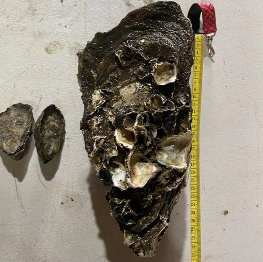 Uncle Ray, the record-breaking oyster found on the NSW South Coast. (Supplied)