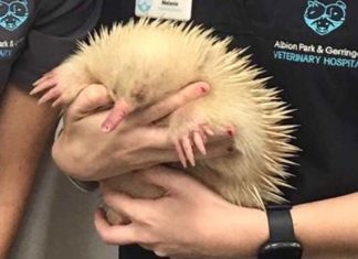 NSW, 인생의 두 번째 기회를 얻은 알비노 바늘두더지 Vet Cindy Jarrett and vet nurse Melanie Puggioni with rare albino echidna 'Mr Spike' before being placed into WIRES care. (WIRES')