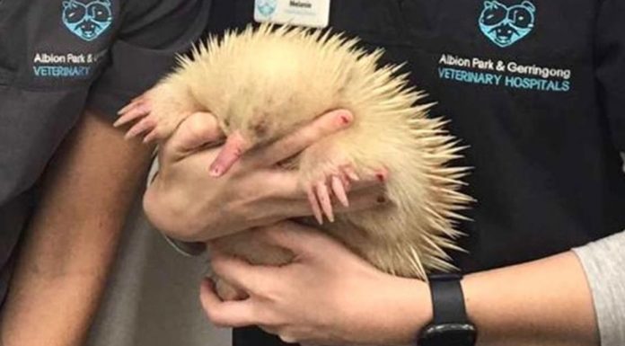 NSW, 인생의 두 번째 기회를 얻은 알비노 바늘두더지 Vet Cindy Jarrett and vet nurse Melanie Puggioni with rare albino echidna 'Mr Spike' before being placed into WIRES care. (WIRES')