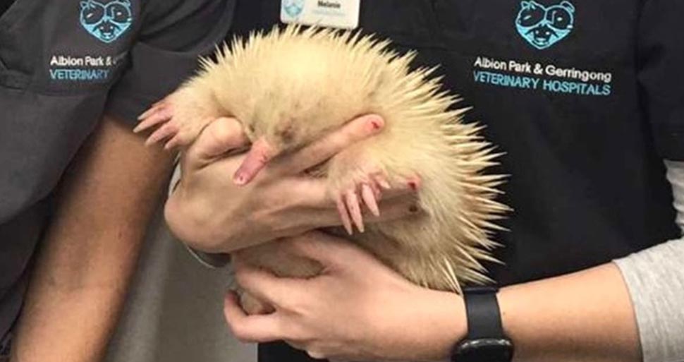 Vet Cindy Jarrett and vet nurse Melanie Puggioni with rare albino echidna 'Mr Spike' before being placed into WIRES care. (WIRES')
