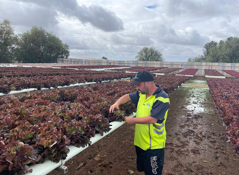 Flooding in NSW and Queensland has destroyed fresh produce crops such as lettuce. (Twitter @inglis_cam)