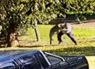 빅토리아에서 6피트짜리 미친 캥거루와 6분간 싸운 남성 The massive roo can be seen stomping on the man as he stumbles to the ground while trying to flee. (9NewsInstagram)
