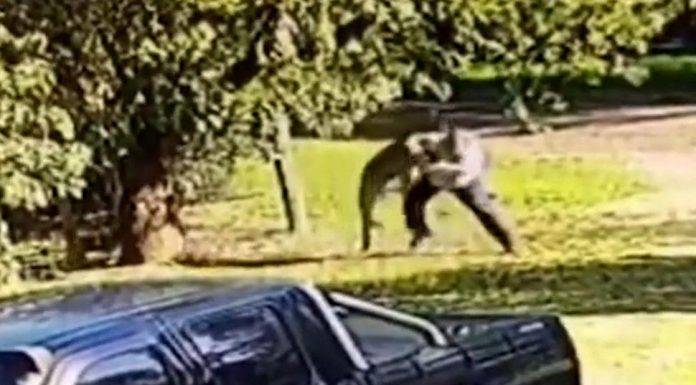 빅토리아에서 6피트짜리 미친 캥거루와 6분간 싸운 남성 The massive roo can be seen stomping on the man as he stumbles to the ground while trying to flee. (9NewsInstagram)