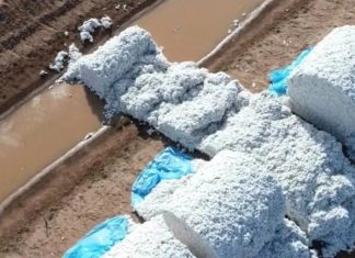 NSW 농부, 130만 달러 면화 피해 The total value of the attacked cotton is $1.3m. Picture Rural crime prevention team - NSW Police Force