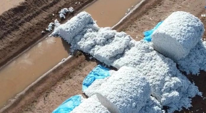 NSW 농부, 130만 달러 면화 피해 The total value of the attacked cotton is $1.3m. Picture Rural crime prevention team - NSW Police Force