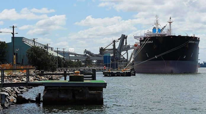 NSW에서 치명적인 꿀벌 기생충 검출 The varroa destructor was found on bees at the Port of Newcastle. (Kate Geraghty)