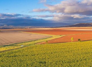 NSW 농부들 기록적인 겨울 수확 The winter cropping season is off to a cracking start. (Liverpool Plains Shire Council)