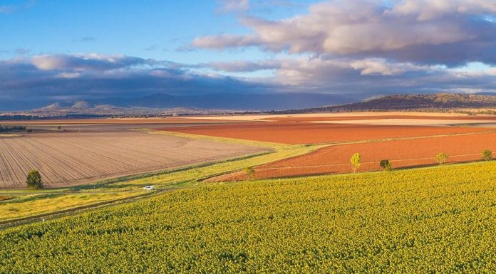 NSW 농부들 기록적인 겨울 수확 The winter cropping season is off to a cracking start. (Liverpool Plains Shire Council)