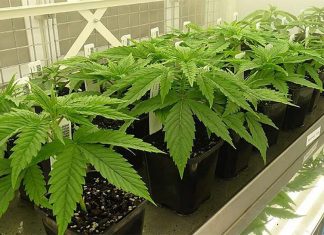 폴린 핸슨 상원의원, 호주 대마초 합법화 지지 Bradley said the legalisation of cannabis would make it easier for people to access the drug for medicinal reasons. (AAP)