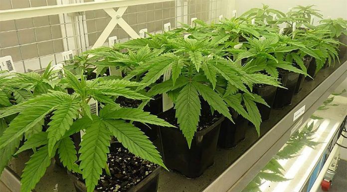 폴린 핸슨 상원의원, 호주 대마초 합법화 지지 Bradley said the legalisation of cannabis would make it easier for people to access the drug for medicinal reasons. (AAP)