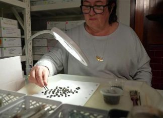 멜버른에서 167년 전의 커피 원두 발견