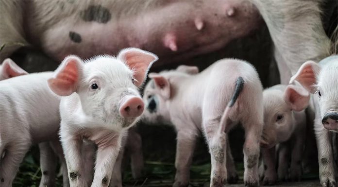 구제역 관련 정보 확산에 힘을 합친 정부와 업계