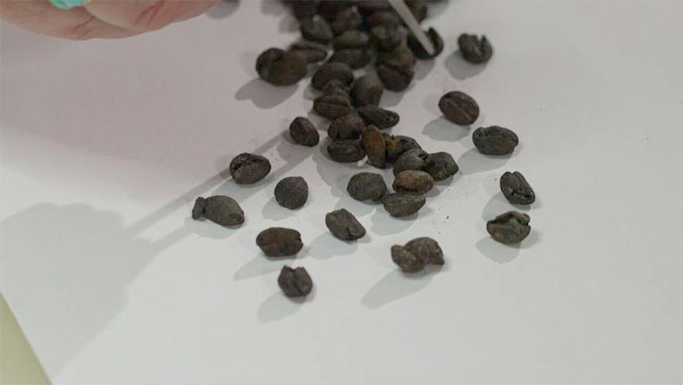 Perfectly preserved coffee beans dating back more than 167 years have been found by archaeologists working on the Metro Tunnel project. (Nine)