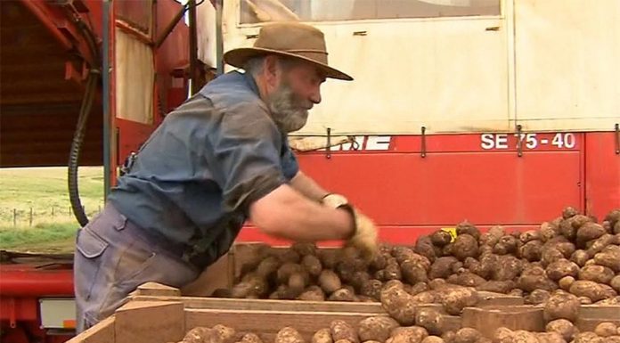 호주, 감자 가격 상승 경고 Shoppers could expect prices to rise by 30 per cent, as a result of the fuel price surge and rising production costs. (Nine)