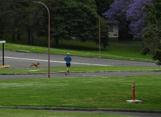 NSW에서 당신의 개가 다른 사람을 공격한다면 당신의 책임은? According to a Sydney lawyer, minor dog attacks are common in NSW. (Kate Geraghty)
