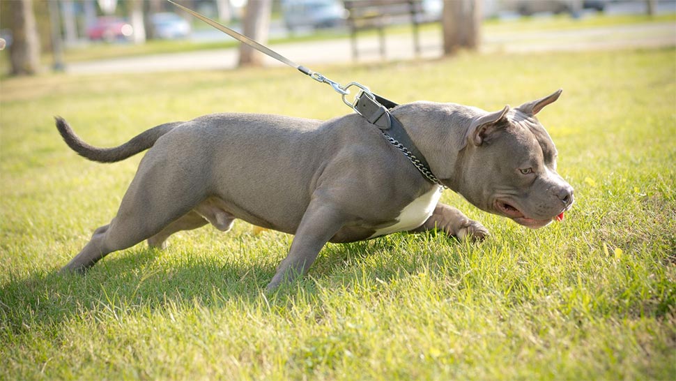American pitbull terrier are considered a dangerous dog in NSW. (Getty ImagesiStockphoto)