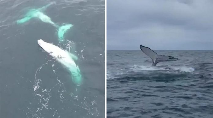 퀸즐랜드 앞바다에서 춤 추는 혹등고래과의 놀라운 만남 Another dancing pair were spotted near Noosa, and gave fishermen a thrilling performance. (Supplied)