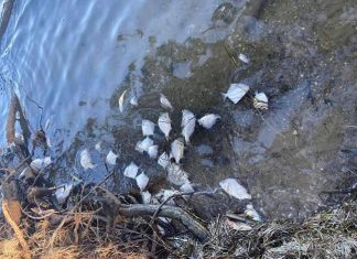 맥쿼리 호수에서 수천 마리의 죽은 물고기들 발견 Hundreds of dead fish found washed up at Lake Macquarie. (NBN)