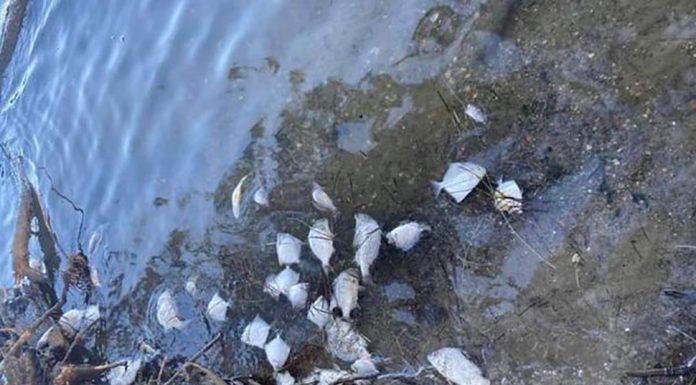 맥쿼리 호수에서 수천 마리의 죽은 물고기들 발견 Hundreds of dead fish found washed up at Lake Macquarie. (NBN)