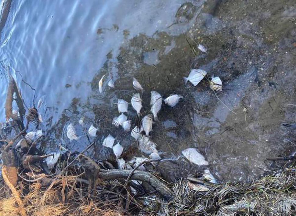 Hundreds of dead fish found washed up at Lake Macquarie. (NBN)