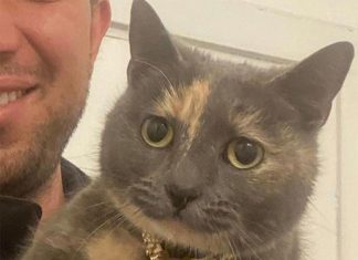 본다이에서 엉뚱한 주인에게 간 고양이, 주인 품으로 Tara the missing cat has been found in Bondi, Sydney. (Facebook)