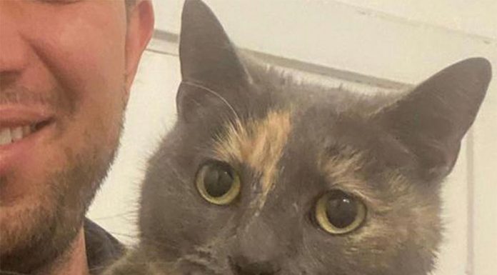 본다이에서 엉뚱한 주인에게 간 고양이, 주인 품으로 Tara the missing cat has been found in Bondi, Sydney. (Facebook)