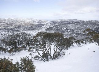 스노위 마운틴서 실종된 스키 선수의 비극 A skiier is missing in the high country in the NSW Snowy Mountains