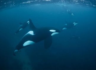 운 좋은 호주 커플 NSW 앞바다서 범고래 떼를 만나다 Orcas are considered the apex predator of the ocean. (Getty ImagesiStockphoto)