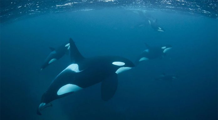 운 좋은 호주 커플 NSW 앞바다서 범고래 떼를 만나다 Orcas are considered the apex predator of the ocean. (Getty ImagesiStockphoto)
