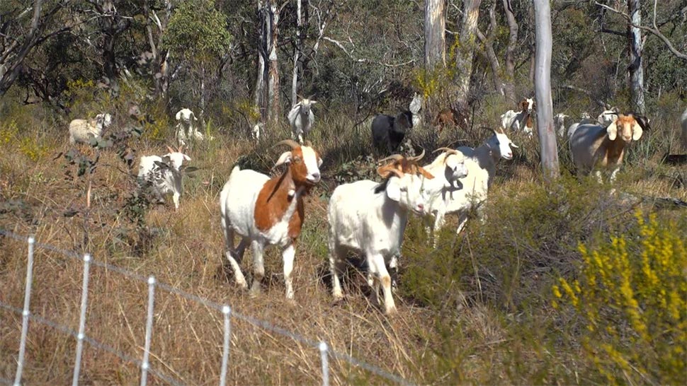 The hungry goats have already chewed their way through 16 sites. (Supplied)
