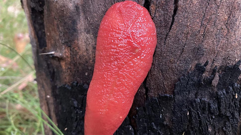 A giant neon pink slug is found at Mount Kaputar in northern NSW. (NSW DPE)