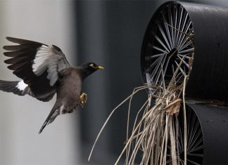 시드니 신호등에 둥지를 크는 새를 막기 위해 고군분투 An Indian Myna returns to it's nest which has made a home on an intersection light at the corner of Mount St, and Walker Street in North Sydney, and has cleverly utilised the "Anti Nesting" the council has erected, to facilitate it's nest. Photo: Sam Mooy/The Sydney Morning Herald (Sam Mooy)