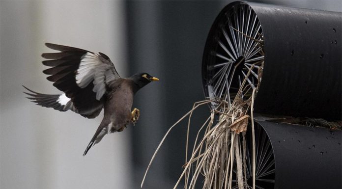 시드니 신호등에 둥지를 크는 새를 막기 위해 고군분투 An Indian Myna returns to it's nest which has made a home on an intersection light at the corner of Mount St, and Walker Street in North Sydney, and has cleverly utilised the "Anti Nesting" the council has erected, to facilitate it's nest. Photo: Sam Mooy/The Sydney Morning Herald (Sam Mooy)