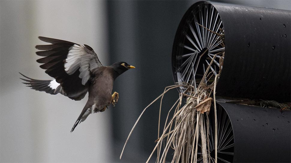 An Indian Myna returns to it's nest which has made a home on an intersection light at the corner of Mount St, and Walker Street in North Sydney, and has cleverly utilised the 