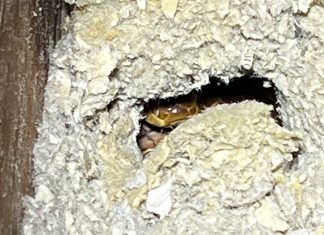 퀸즐랜드 집 천장에 뱀 10마리 발견 Even more scaled bodies were found hiding behind insulation. (South East Reptile Relocations)