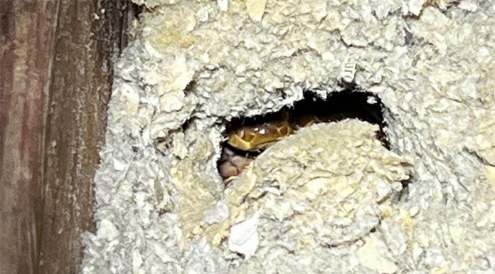 퀸즐랜드 집 천장에 뱀 10마리 발견 Even more scaled bodies were found hiding behind insulation. (South East Reptile Relocations)