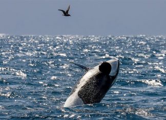 NSW 해역에서 범고래들 혹등고래 잡아먹는 것으로 의심 Jodie Lowe, from Port Jet Cruises, captured an incredible photo as one of the orcas breached. (Jodie Lowe)