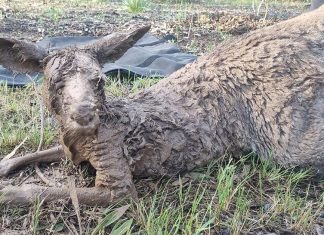 빅토리아, 홍수 피해 도망가는 ‘겁먹고 지친’ 야생동물들 Kangaroo caked in mud found near at Kialla Lakes in a flood area. (Bohollow Wildlife Shelter Inc)