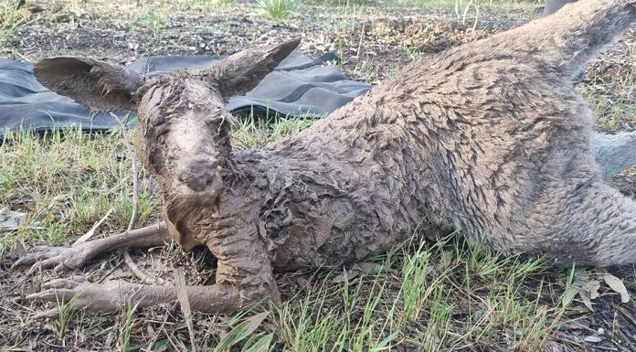 빅토리아, 홍수 피해 도망가는 ‘겁먹고 지친’ 야생동물들 Kangaroo caked in mud found near at Kialla Lakes in a flood area. (Bohollow Wildlife Shelter Inc)